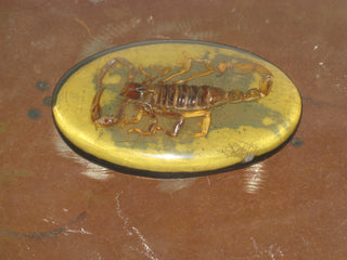 HEBILLA ESCORPIÓN DURANGO AMARILLO